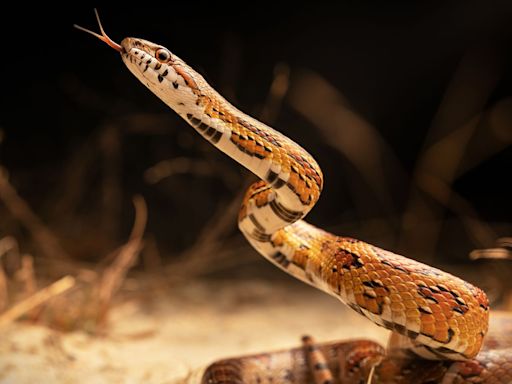 N.Y.C. Man Bitten by Snake He Found in His Bathtub While Trying to Flush It Down the Toilet