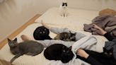 開冷氣照樣爆汗！飼主PO「5台貓咪暖氣」包圍床鋪：好難翻身