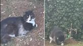 Bear, el gato que perdió a su hermano y visita su tumba todos los días