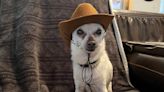 TobyKeith, the chihuahua, is 'back on his throne' as the world's oldest living dog
