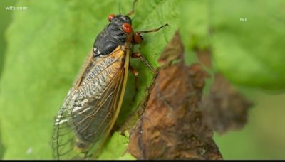 What's the difference between cicadas and locusts