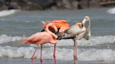 5 flamingos appear on Lake Michigan beach in first-ever Wisconsin sighting