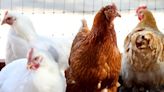 Six birds test positive for avian flu in Orange County