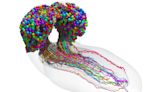 With this brain map we are one step closer to total fruit fly simulation