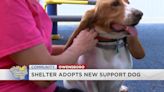 Nothin’ but a hound dog: Emotional support animal helps comfort homeless shelter residents