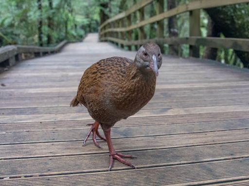 U.S. Reality TV Star Eats Super-Rare Endangered Bird