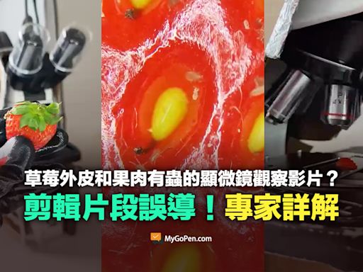 【部分錯誤】網傳草莓外皮和果肉有蟲的顯微鏡觀察影片？誤導剪輯！專家詳解