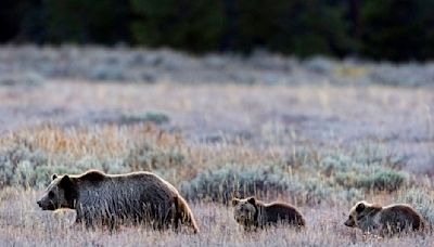 Army veteran seriously injured by grizzly bear protecting her cub at Grand Teton National Park