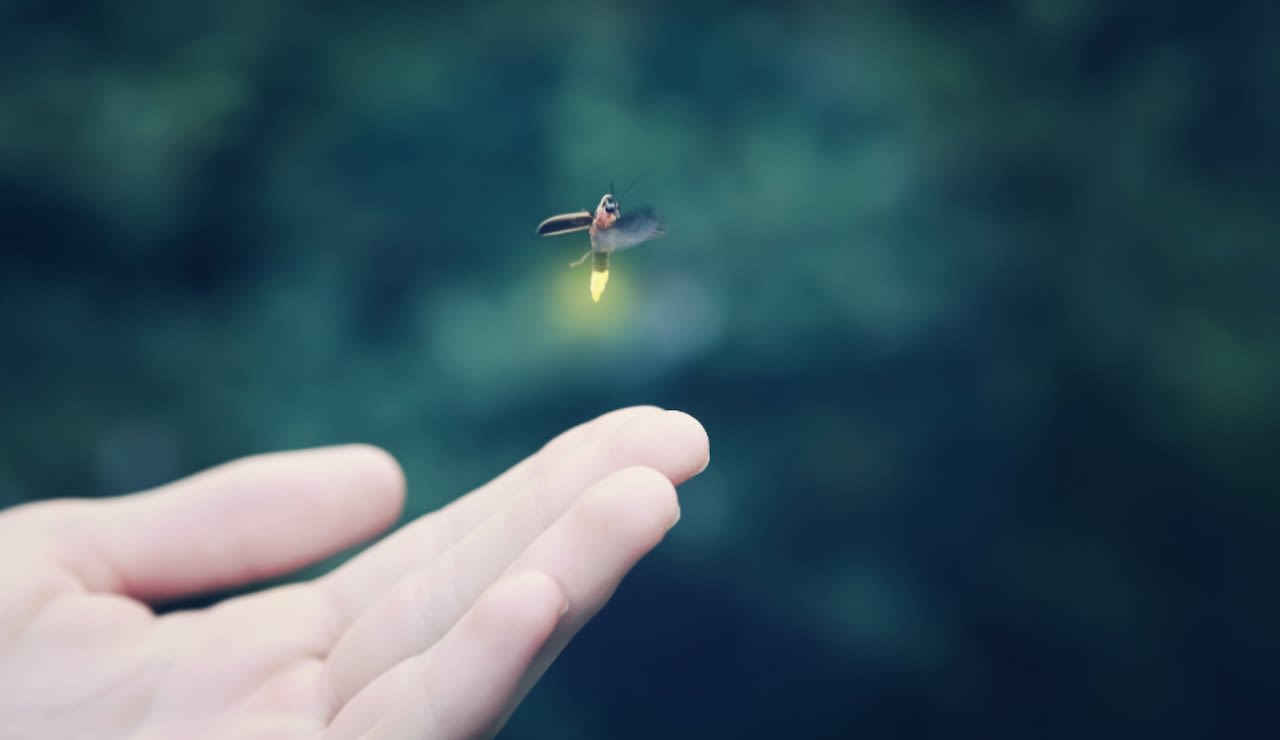 Why do fireflies glow at night? Here’s how lightning bugs light up summer nights