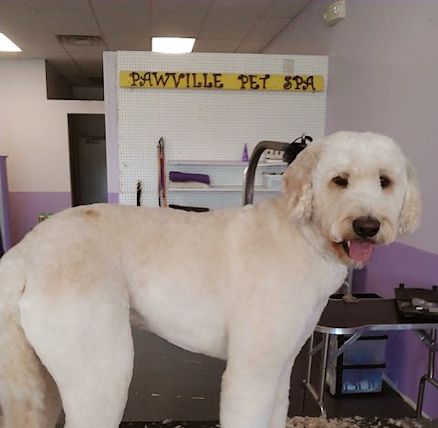 pawville pet spa