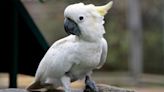 Cockatoo Gets Mad at Mom and Totally Trashes the Kitchen