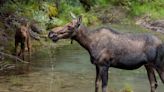 Moose Kills Alaska Man Attempting To Take Photos Of Her Newborn Calves