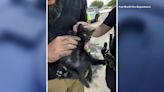 Fort Worth Fire rescues kitten stuck in car