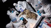 Hallazgo sorprendente: descubren el cadáver de un lobo con 44.000 años de antigüedad en perfecto estado