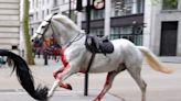 Two Household Cavalry horses in 'serious condition' after bolting through central London