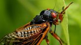 Trillions of cicadas set to inundate the South - Talk Business & Politics