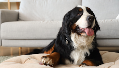 Carrot-Craving Bernese Mountain Dog Turns Into 'Veggie Bandit' In Comedic Harvest Heist