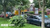 Calls for tree checks after collapse damages cars in Hull