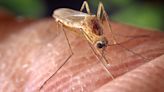 Biologists May Have Discovered How Mosquitoes Got Their Thirst For Humans