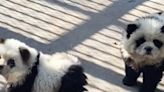 Trampa en un zoo de China: tiñen cachorros de perros y aseguran que son una "nueva especie" de osos panda