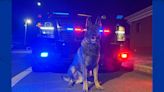 K9 and drone help find larceny suspect hiding in the woods in Enfield