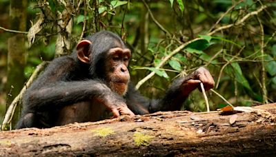 Chimps – like humans – may be lifelong learners, researchers say
