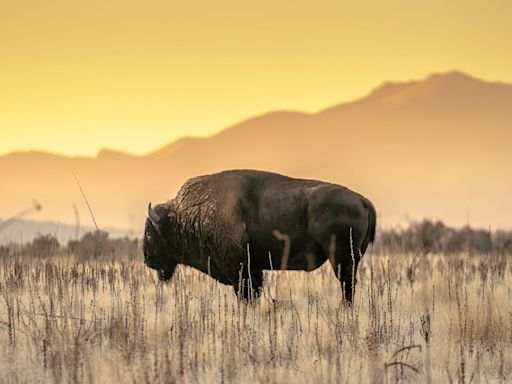 A Herd of 170 Bison May Be the Unlikely Climate Warriors We've Needed All Along