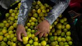 Alza del precio del limón provoca descenso en consumo de ceviche, el plato bandera de Perú