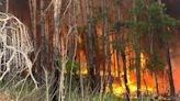 Almost 4,000 hectares of forest are burning in Kharkiv Oblast – photos