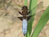 Libellula