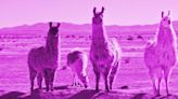 LLMs keep leaping with Llama 3, Meta’s newest open-weights AI model