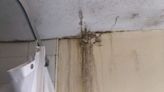 Family fear for health in Glasgow flat riddled with damp and 'black mould'