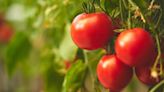 Health district hosts more pop-up produce stands in downtown Las Vegas