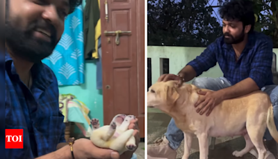 Remember the dog Charlie from 'Charlie 777'?; It just gave birth to 6 pups | Kannada Movie News - Times of India