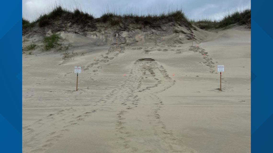 1st sea turtle nest at Outer Banks beach of the season
