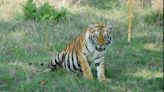 MP: Recently Rewilded Tigress Found Dead In Satpura, Autopsy Indicates Wild Attack