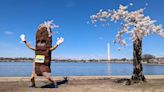 Famous D.C. cherry tree ‘Stumpy’ being kept safe during Tidal Basin seawall restoration