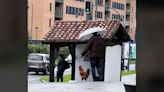 El vídeo viral del hombre que pasea con su gallo entre Errenteria y Oiartzun