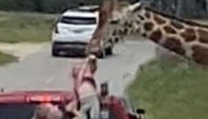 You’re having a giraffe! Watch animal snatch child from mother’s arms