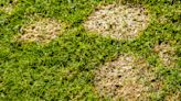 What is snow mold and how can I protect my lawn from it this winter?