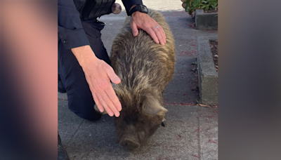 ‘Is this your pet?’ Berkeley police search for owner of wandering pig
