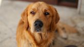 Concerned Golden Retriever 'Supervises' Newborn Baby Sibling's Bathtime Like a Pro