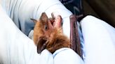 Rabid bat identified in Washtenaw County for first time since 2022