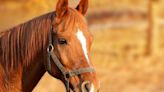 Horse stuck on fence in North Yorkshire - emergency crews called in