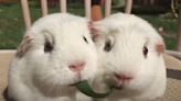 Guinea Pigs playing tug of war with a blade of grass