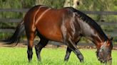 Leading International Sire Fastnet Rock Pensioned From Stud Duty