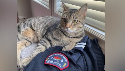 Cat who jumped from a burning balcony finds home with Edmonton Fire Rescue Services dispatcher