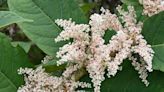 Japanese knotweed invasion can be identified by key garden changes