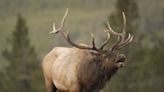 Elk Unknowingly Walks Right Past Photographer as It Does a Mating Call