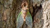 “Only Once Every 221 Years:” How Scientists Predict This Rare Clash of Cicada Broods Will Go Down